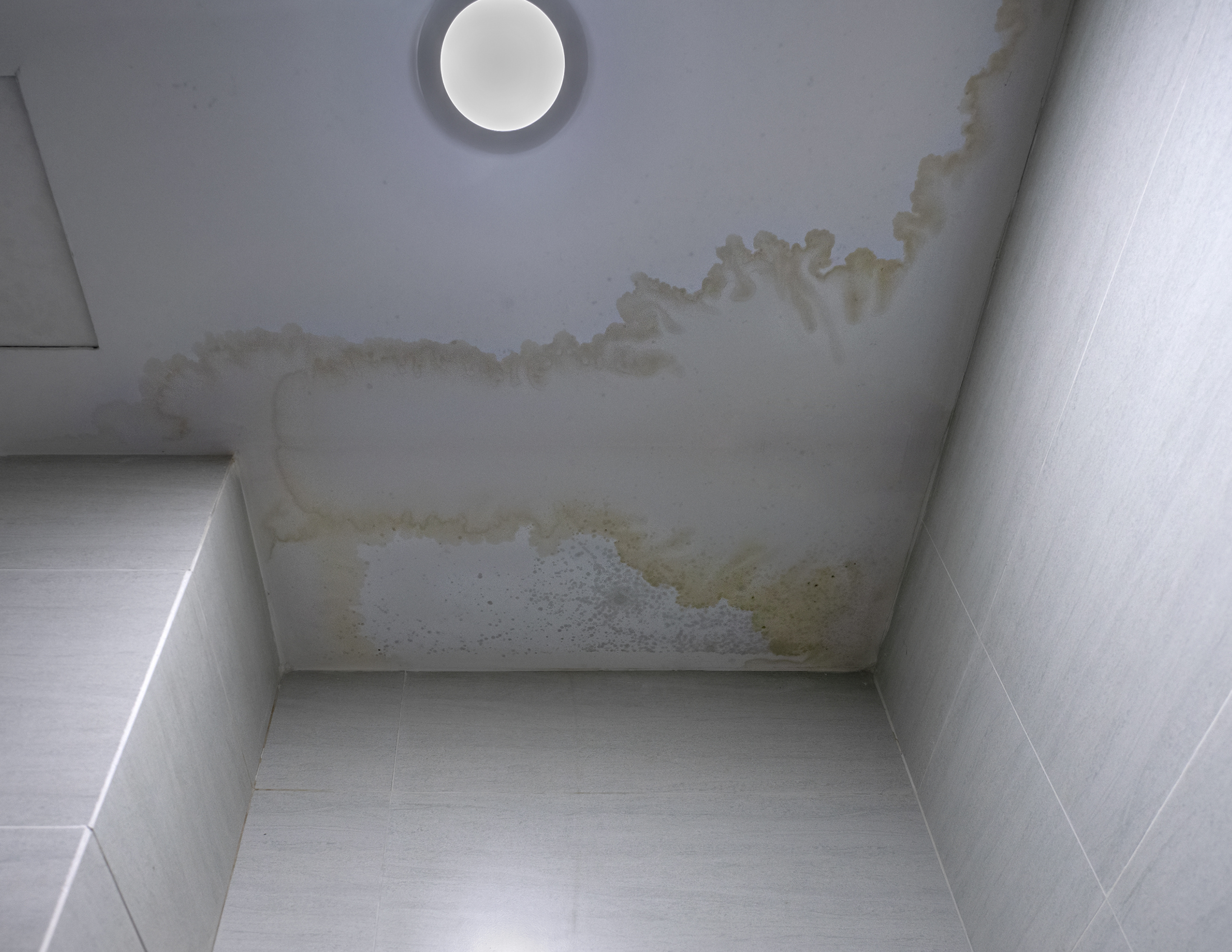 Photo courtesy of Canva – an example of unchecked mould and mildew
