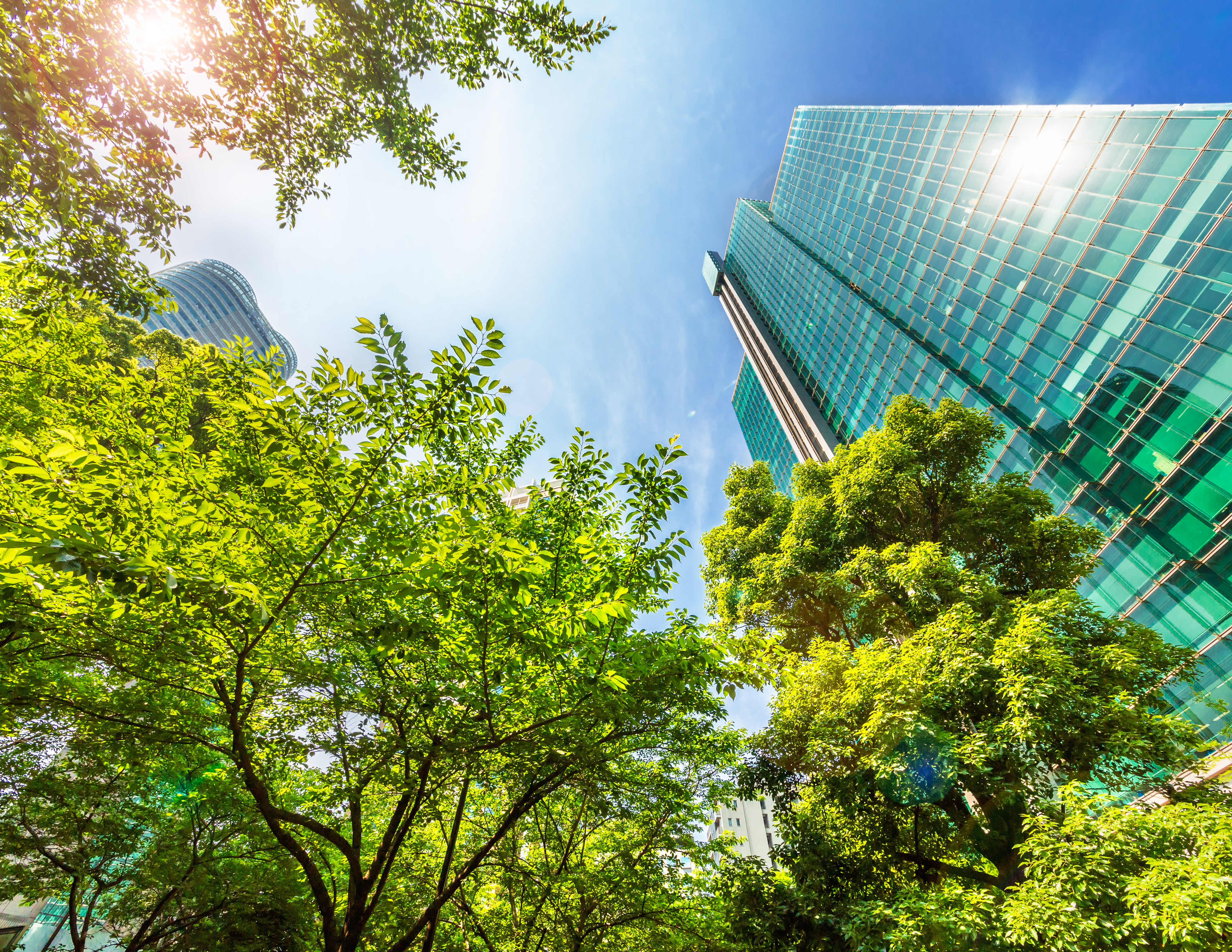 [Image from Canva of a Green Tree and Modern Skyscraper]